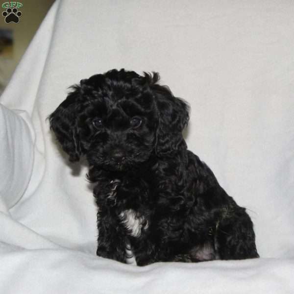 Mr, Sparkles, Cockapoo Puppy
